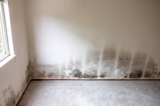 Trusted Varnell, GA Mold Inspection, Removal & Remediation Experts